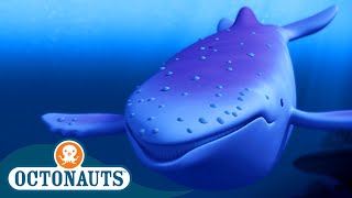 Octonauts  The Albino Humpback Whale 🐋  Season 1  Full Episodes  Cartoons for Kids [upl. by Shwalb]