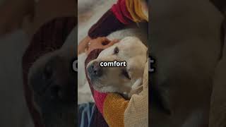 Do Dogs Have Nightmares  🐶 subscribe pets dog puppy [upl. by Anevad]