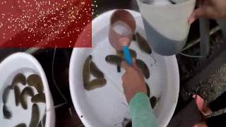 Induced Spawning of Sea Cucumber Holothuria Scabra [upl. by West697]