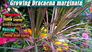 Dracaena Marginata Care [upl. by Eibbil]