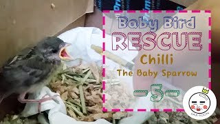 Baby Bird Rescue  How To Make Baby Bird Food [upl. by Capps818]