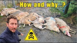 Liver Fluke Lessons Learned sheep farming farmlife [upl. by Sinnek]