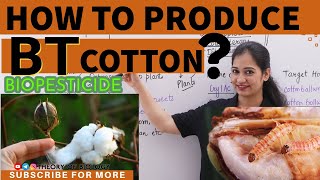 PRODUCTION OF BT COTTON MECHANISMBIOTECHNOLOGYNEET2025Recombinant DNA technology CUETKVS HTET [upl. by Farland383]