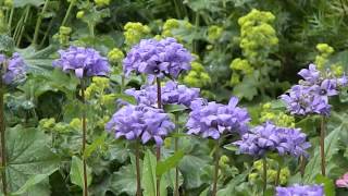 Campanula glomerata Acaulis [upl. by Ariela]