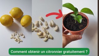 Comment faire pousser un citronnier à partir dun pépin  2023 [upl. by Hecklau]