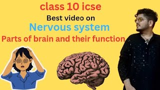 Parts of brain and their function class 10 icse nervous systemNEET [upl. by Ainav]