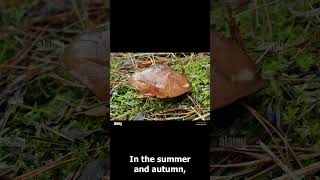 Did you know Suillus luteus is a slimy edible fungus Facts DidYouKnow FungiFriday [upl. by Conlon]