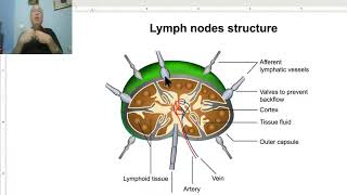 Lymphatic disorders in Arabic 3 TB lymphadenitis part 1   by Dr Wahdan [upl. by Salzhauer862]