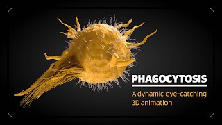 Phagocytosis opsonization margination rolling adhesion diapedesis [upl. by Basia]