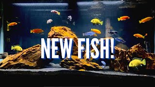 New Fish amp Aquascape for the 75 Gallon Mbuna Cichlid Tank [upl. by Higgs229]