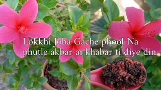 lokkhi Joba Gache Phool Na Phutle Akbar Ai khabar Ti Diye Din [upl. by Nitsu]