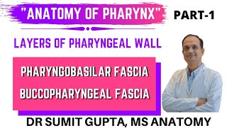 PHARYNX  LAYERS  PHARYNGOBASILAR FASCIA  BUCCOPHARYNGEAL FASCIA  ANATOMY [upl. by Arutnev]