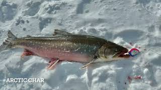 Check out how Inuit go ice fishing for arctic char in Nunavik [upl. by Amabil96]