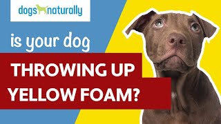 Is Your Dog Vomiting Yellow Foam [upl. by Sobel]