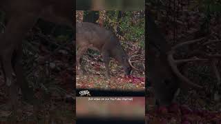 22 yard Deer Kill with a Bow Ultimate Deer Hunting Compilation  Hunting Tips [upl. by Ellimahs]