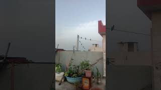 so beautiful nature at sun rise birds flying and singing Radhe Radhe [upl. by Nileak904]