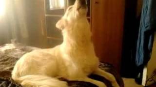 White German Shepherd dog howling to you tube clip likely to make your dog howl [upl. by Jacquenette]