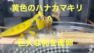 Helvia cardinalis ヒメハナカマキリ 太くて大きい卵を産卵🥚産卵のスタート地点が悪かったので最後は卵がズレてしまった！ootheca mantis [upl. by Tobit]