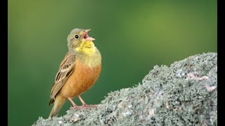 Ortolan bunting [upl. by Ravi]