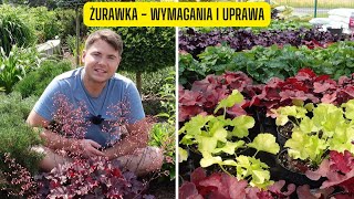 Żurawka  wymagania i uprawa zimozielona bylina o niesamowitych kolorach liści [upl. by Treiber743]