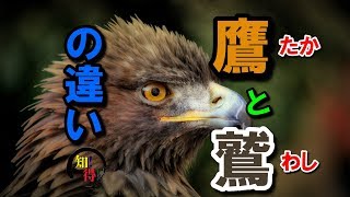 【害鳥駆除の依頼殺到】自宅で鷹3羽と共同生活･･･自由自在に操る22歳の女性鷹匠【＃推しごと拝見】 [upl. by Mendel]