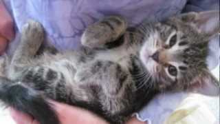 Orphaned Kitten Care How to Videos  How to Wean Orphaned Kittens onto Solid Foods [upl. by Nasaj]