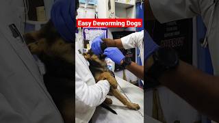 Dog 🐶 Deworming Medicine 💊 Easy way shorts drrahulpetscare dog petdoctor pethealth [upl. by Maxama]