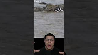 Crocodilo aplica giro da morte no rabo de zebra [upl. by Iruj]