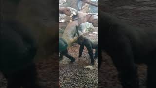 gorillas playing at the cincinnati zoo animal zoo [upl. by Thirion]