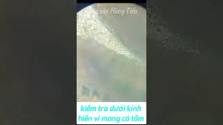 Kiểm tra mang cá tầm dưới kính hiển vi [upl. by Olbap]