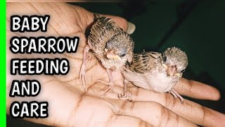 What to Feed a baby Sparrow  How to feed a babay bird [upl. by Oirevas]