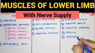 All Muscles of Lower Limb with Nerve Supply 🔥 Easy way to Remember [upl. by Aisenat716]