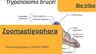 Zoomastigophora Msc Bs ADP zoology [upl. by Pickering]