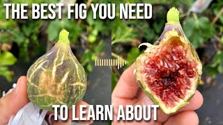 The Hivernenca Fig The Best Variety You Need to LEARN About [upl. by Ynitsed]