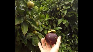 Mangosteen  The Queens Fruit [upl. by Enivid]