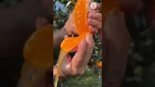 Fresh Oranges are very juicy for fruit lovers fruit satisfying fruitcutting [upl. by Gearhart]