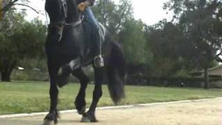 Dancing Friesian  3 12 year old  Trainer  Gustavo Lopez guslopezcom [upl. by Porta296]