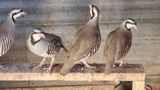 Chukars  Partridge [upl. by Khanna862]