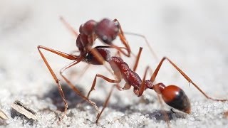 Bulldog ants fighting to the death in Langwarrin Reserve  Victoria Australia [upl. by Nirred]