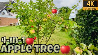 4in1 Apple Tree  Different varieties Apples growing on one tree Grapes at my Home garden🍎🍏 [upl. by Ravert322]