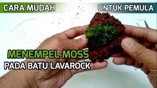 Cara Menempel Moss Pada Batu Untuk Pemula  Membuat Aquascape Mini Sederhana [upl. by Artenehs]