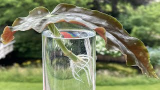 Begonia Maculata Stippenbegonia stekken op water propagation Angel Wing Begonia on water [upl. by Esenahs974]