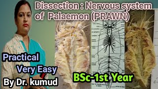 DissectionPrawnNervous system of PalaemonPrawnBSc1 YearSTD PG College Kadipur [upl. by Genvieve]