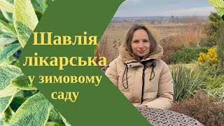 Шавлія лікарська у зимовому саду [upl. by Welch]