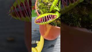 How Many Flies Can a Venus Flytrap Eat [upl. by Pallaten597]