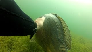 diving brochets  carpes  blackbass  carassin  gardon  plongée solo a la bamboulé gopro hd2 [upl. by Fasta]