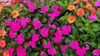 Sunpatiens flores e jardins em canteiro Central PomerodeSC [upl. by Nuawad]