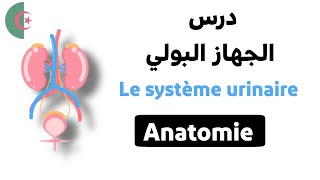 درس الجهاز البولي لطلبة شبه الطبيAnatomie dappareil urinaireدرس ملخص و شرح رائع بالعربيةالفرنسية [upl. by Aerdnahs15]