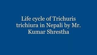 Life cycle of Trichuris trichiura in Nepali [upl. by Aikemal425]