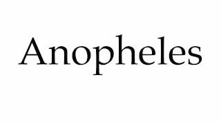 How to Pronounce Anopheles [upl. by Arag]